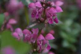 Lamium maculatumGevlekte dovenetel bestellen